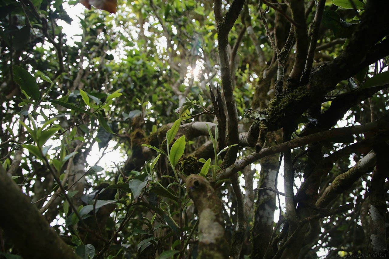 jungle tea